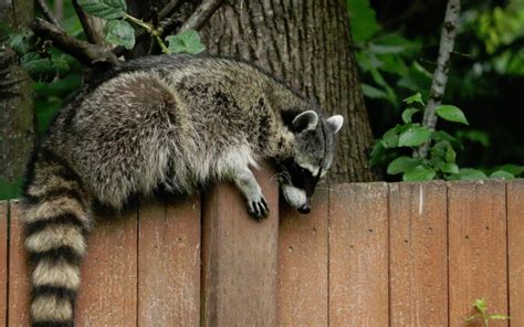 How To Deter Raccoons From Your Yard 14 Easy Ways Birds And Wild