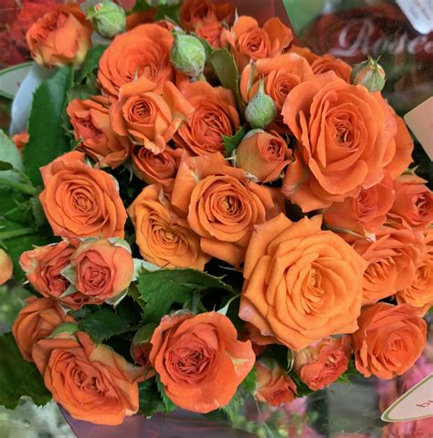 Spray Rose Babe Rosette Branchues Roses Fleurs Par Catégorie