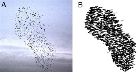 Statistical Mechanics For Natural Flocks Of Birds Pnas