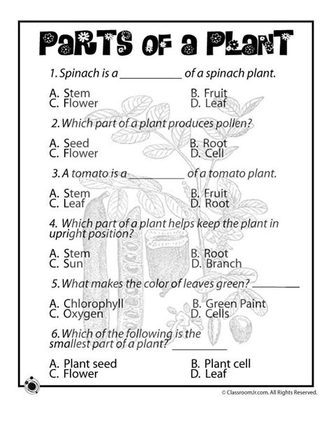 Plant Life For Kids Parts Of Plants Worksheet Classroom Jr Free