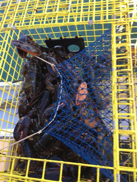 Maine Commercial Lobster License Holders