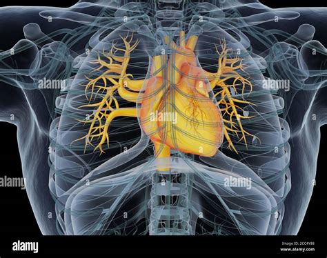 Human Heart Inside Body Anatomy 3d Illustration Stock Photo Alamy