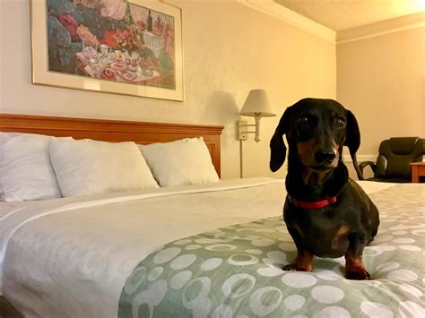 37 Hq Images Pet Friendly Hotel Chains Canada Pet Friendly Hotels In