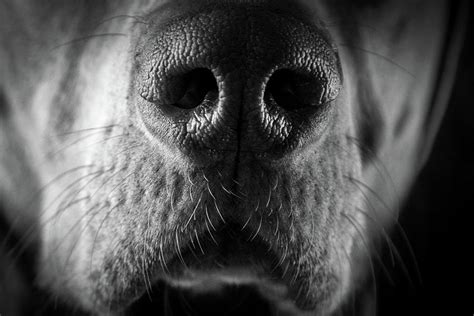Dog Nose Close Up Photograph By Jay De Winne Fine Art America