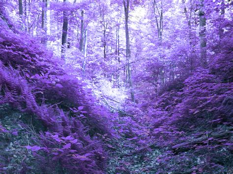 Inverted Colors Forest By Homi1408 On Deviantart
