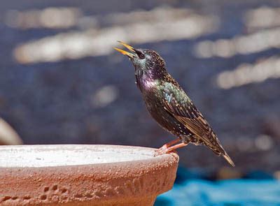 Grackles are bird bullies and they often gather around bird feeders, leaving the other birds starving. Get rid of grackles, blackbirds & starlings at your feeder ...