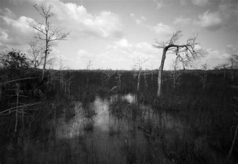 Everglades Florida Pond Cypress Trees 1 Photograph By Rudy Umans