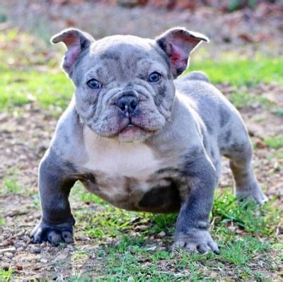 100% customer satisfaction is our ultimate priority. Merle bully puppies for sale, NISHIOHMIYA-GOLF.COM