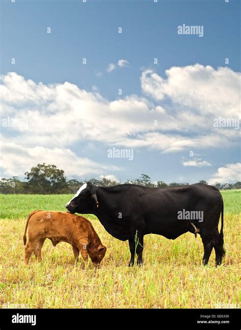 Mother And Baby Cow Australian Bred Beef Cattle On Agricultural Pasture