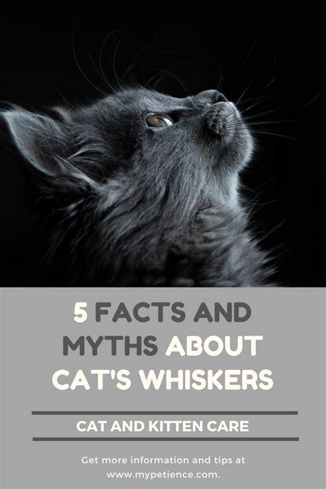 Especially if you chronically get anxious about whatever befalls your cat. Do Cat Whiskers Grow Back? - Cat and Kitten Care ...