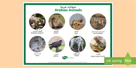 Best Animal Names In Arabic Tips Temal
