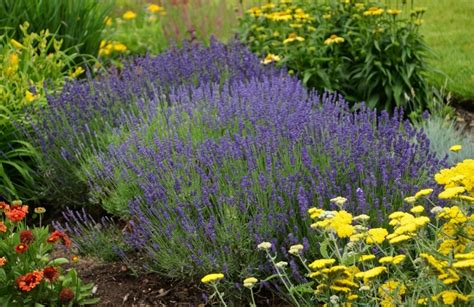 Lavandula Angustifolia Hidcote Blue English Lavender Kings Garden