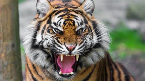 Preview Wallpaper Tiger Face Teeth Anger Big Cat Angry Tiger