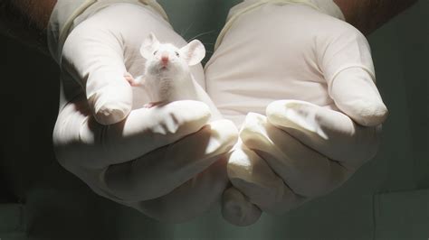 therapy successfully reverses alzheimer s in mice researchers report what does that mean for
