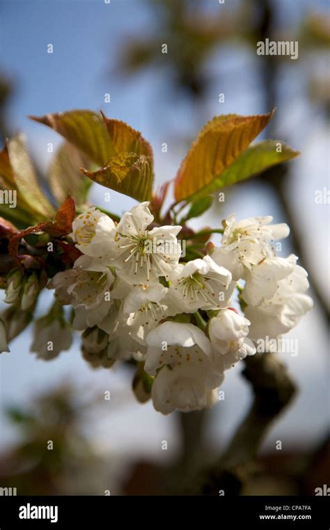 Prunus Avium Sweet Cherry Sunburst Tree In Blossom In April Stock