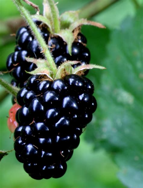 Beware Of Poisoned Blackberries Kates Cuisine