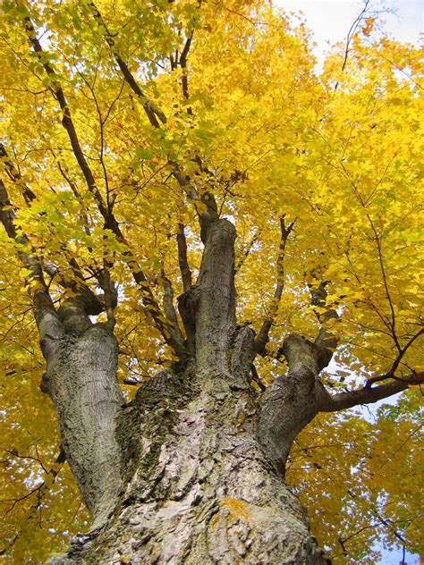 Autumn Tree Free Photo Download Freeimages