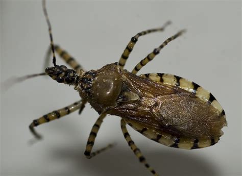 The bite looks like any other bug bite except there's usually a cluster of bites together in one spot. Bigger is not always deadlier-Top 10 killers of humans ...