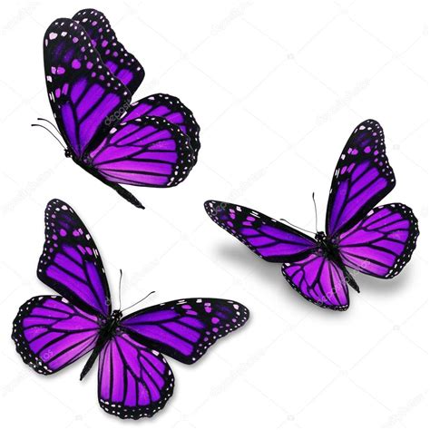 Purple Monarch Butterfly — Stock Photo © Thawats 78213984