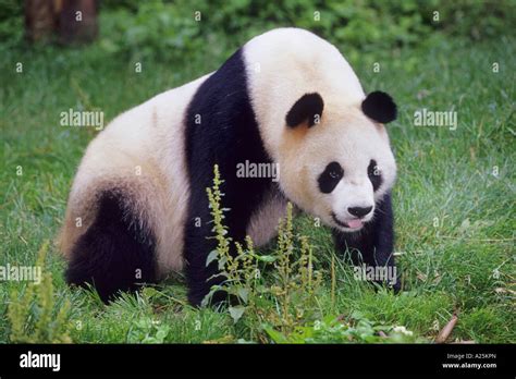 Giant Panda Ailuropoda Melanoleuca Adult Panda In The Research
