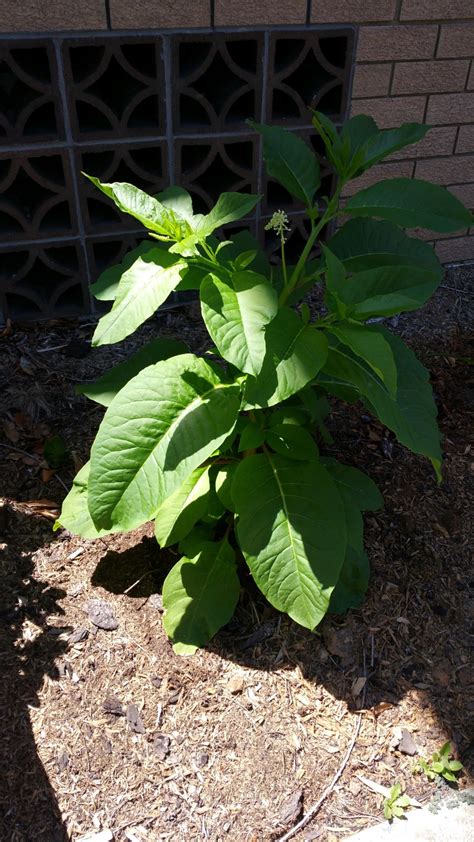 Identification What Is This Plant In My Vegetable Bed Gardening