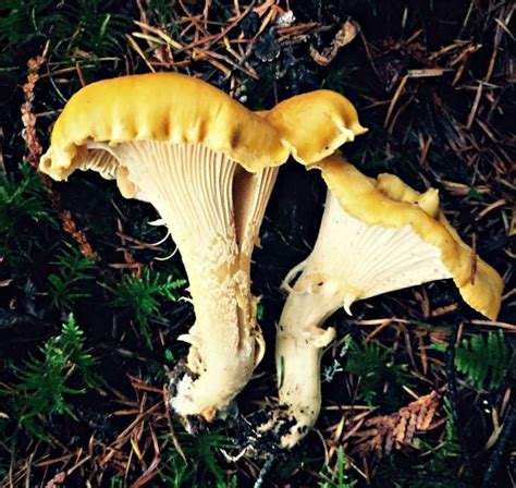 Mushrooms In Tennessee All Mushroom Info