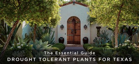 The Essential Guide To Drought Tolerant Plants For Texas