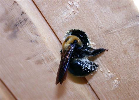Carpenter bees live in individual nests in softwood, which is why you can find these bees in porches, old trees or any other structure with soft wood. Carpenter Bees