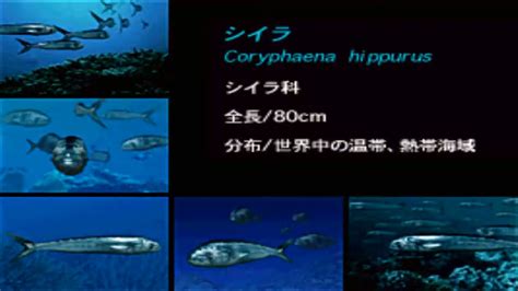 Aqua World Umi Monogatari Japan 3do Iso Cdromance