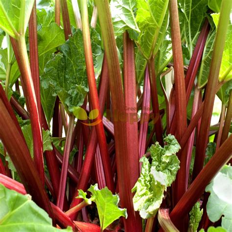 Rhubarb Glaskins Perpetual Seeds Only For £099 Happy Green Shop