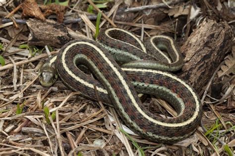 Western Terrestrial Garter Snake Facts Distribution Venom Bite And