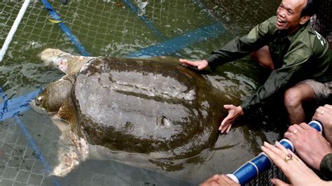 Worlds Largest Freshwater Turtle Nearly Extinct