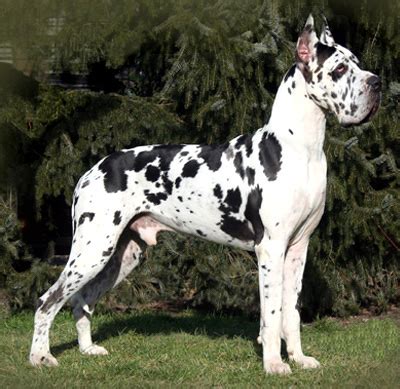 Find blue, harlequin, and black great danes today. Excitement N Net: Gigantic Dogs - Great Dane