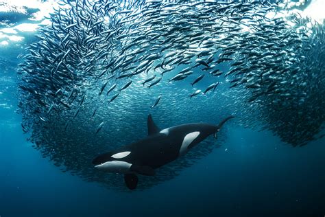The 2023 Underwater Photographer Of The Year Contest Dives Into The