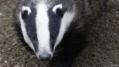 Badger Cull To Go Ahead In Gloucestershire Bbc Newsround