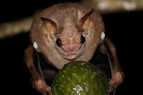 Wrinkle Faced Bat ‚faltengesichtfledermaus‘ Животные Страшные