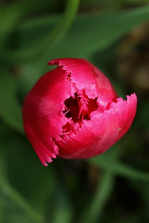 Fotos Gratis Naturaleza Fotografía Pétalo Tulipán Primavera Rojo