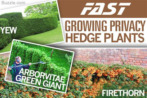 When people decide to hedge, they are insuring themselves against a hedging against investment risk means strategically using financial instruments or market strategies to offset the risk of any adverse price movements. Best Hedges to Plant - Fast-growing and Elegant Privacy Hedges