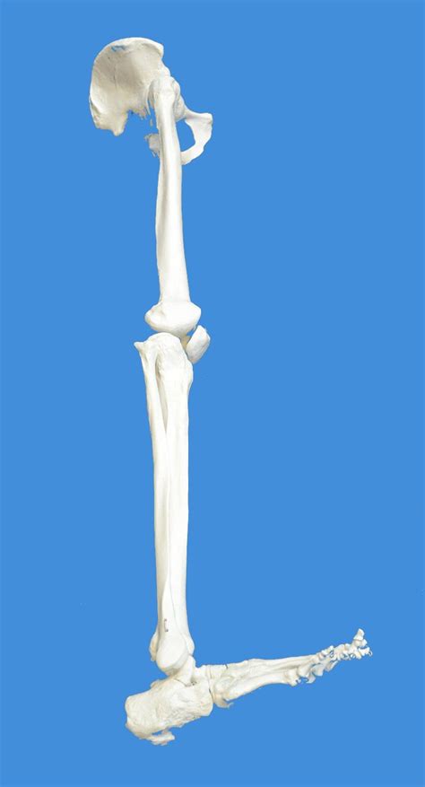 Anatomical Human Lower Limb Skeleton Model Life Size Other