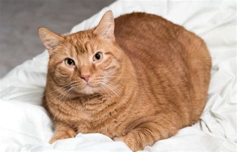 The fat cats athletic club membership registration has been extended. Cytauxzoon felis in a cat - Texas A&M Veterinary Medical ...
