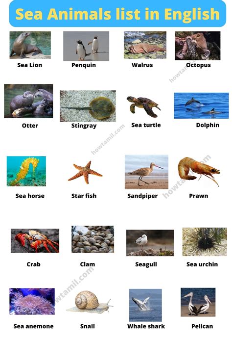 Most Popular List Of Ocean Animals With Pictures