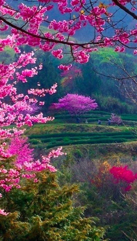 Pin By Cindi 🌹 Rose On ♥ Spring Time ♥ Beautiful Landscapes Nature