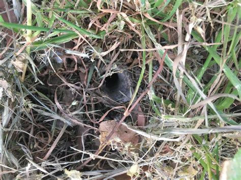 Funnel Web Spider Found In Sydney Backyard Prompts Warning