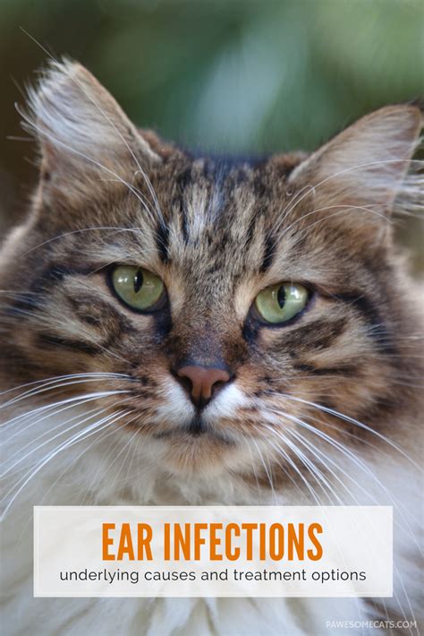 There is no one best dog food for allergies. Chronic Ear Infections in Cats | Pawesome Cats | Ear ...