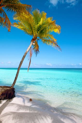 Tropical Beach Blue Sky Palm Trees Turquoise Sea Water Vertical Stock