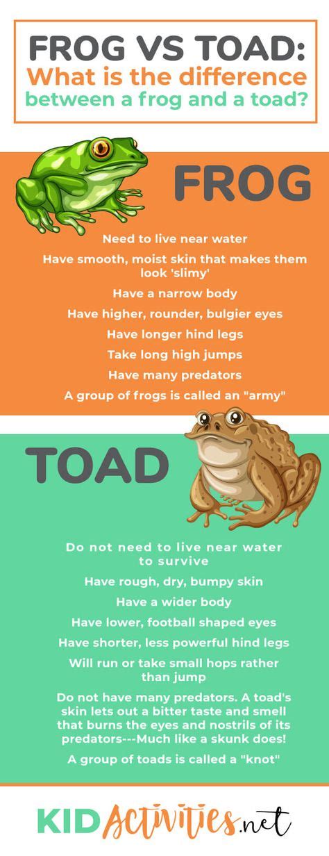 Más De 25 Ideas Increíbles Sobre Frog Facts En Pinterest