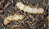Photos of Queen Termite Pictures