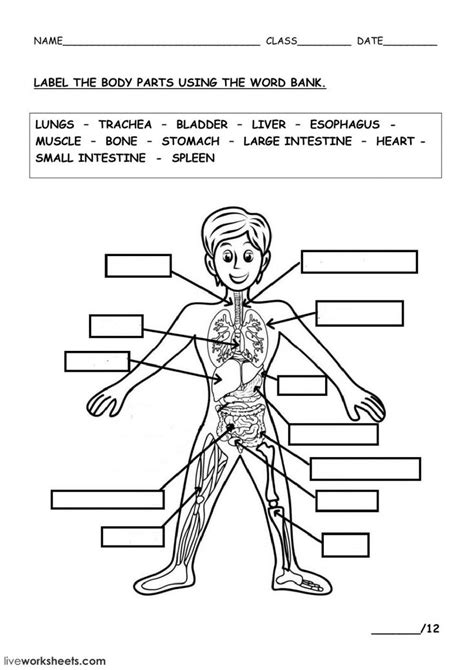 THE HUMAN BODY - Interactive worksheet | Body systems worksheets, Human