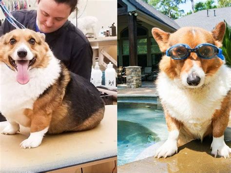 ‘actually Bitch This Corgi Started A Viral Debate About Fat Shaming