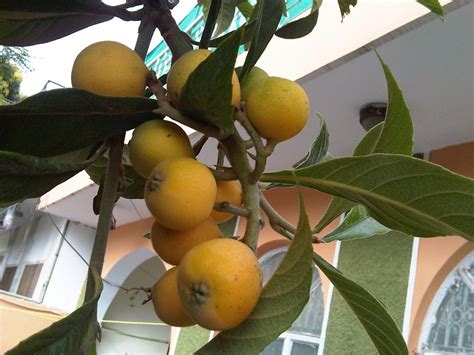 Loquat What It Tastes Like How To Eat It And Facts The New Tropic
